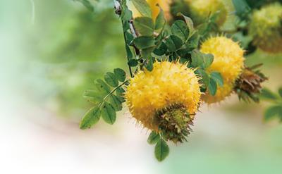 深山小野果  長成大產(chǎn)業(yè)（美麗中國·生態(tài)優(yōu)勢下的特色產(chǎn)業(yè)）